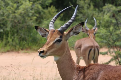 antelope animal nature