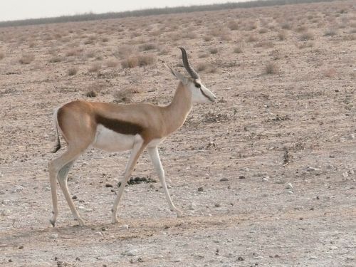 antelope springbok animal