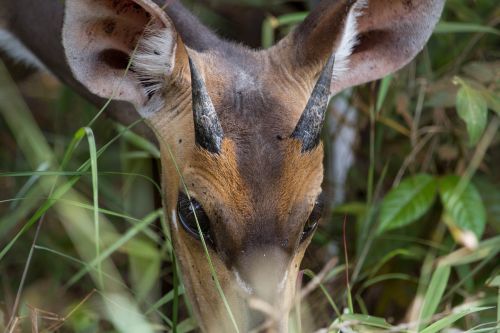 antelope africa national park