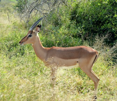 antelope wildlife mammal
