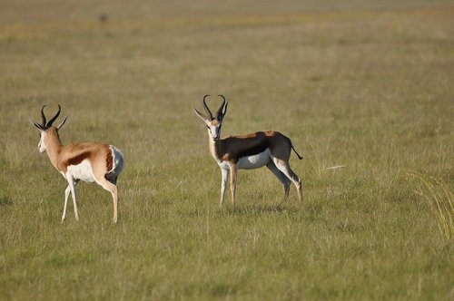 antelope  mammal  wildlife