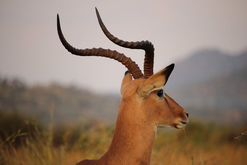 antelope  animal  wild