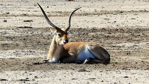 antelope  animal  savannah
