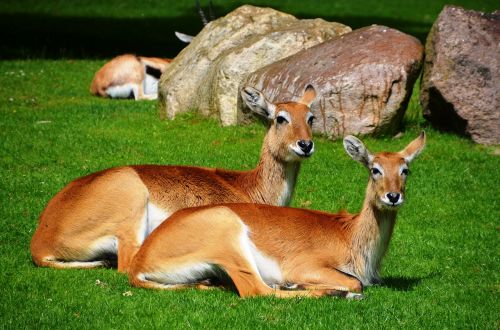 antelope lychee marsh antelopes lechwe