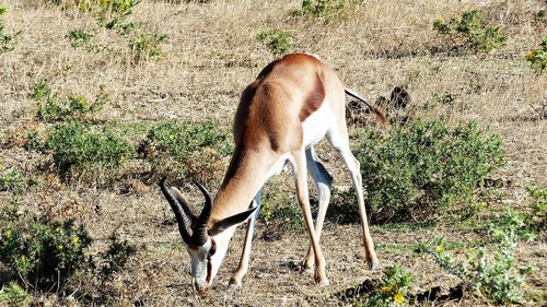 antelope  animal  herbivore