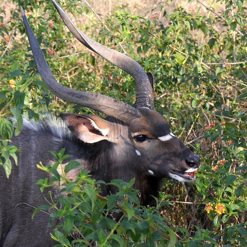 antelope  nyala  enjoy