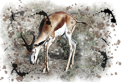 antelope  watercolor  picture