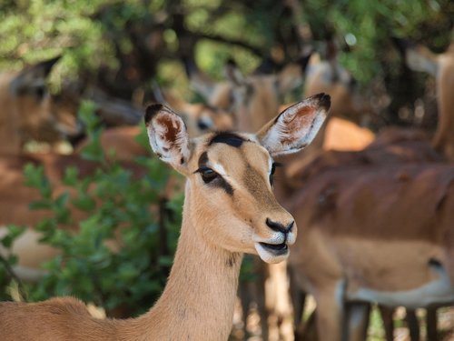 antelope  safari  africa