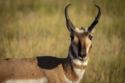 antelope  wild  nature