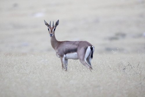 antelope  animals  safari