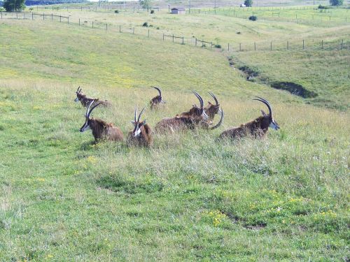 antelope sable antelope the wilds