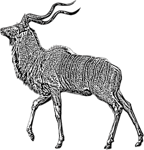 antelope  buck  kudu
