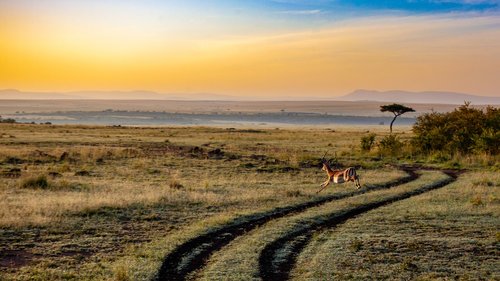 antelope  sunset  kenya