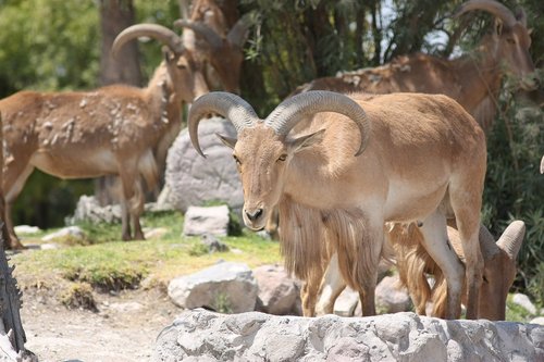 antelope  animal  wild