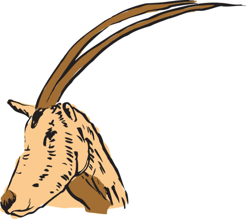 antelope head horns