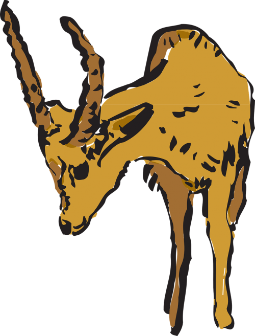 antelope curious animal