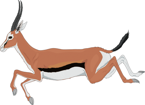 antelope running leaping