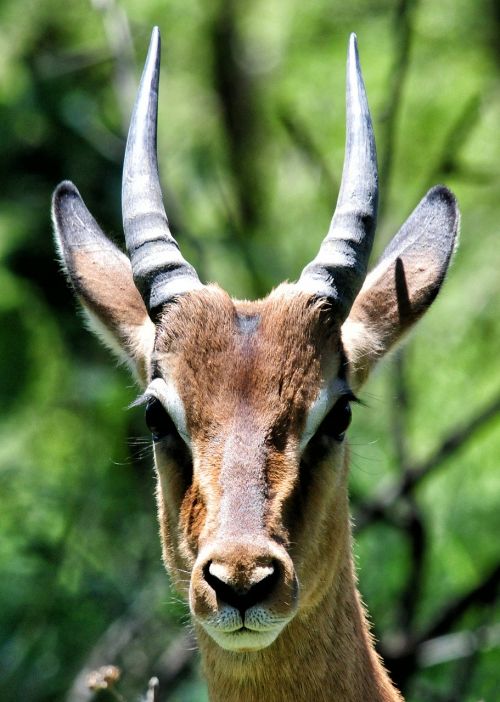 antelope south africa kruger park