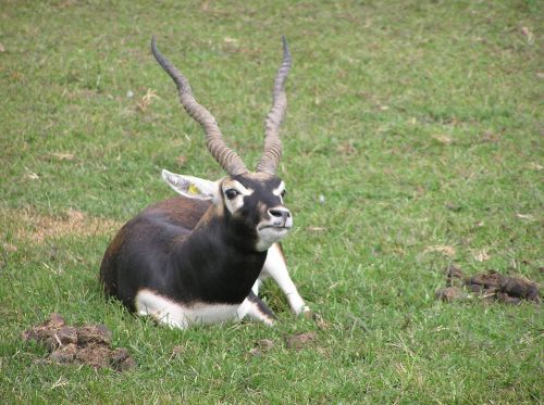antelope black buck animal