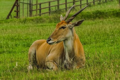 antelope game nature