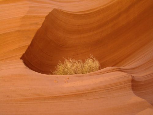 antelope canyon arizona antelope