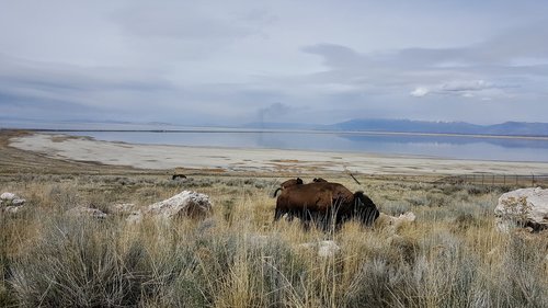 antelope island  buffalo  bison