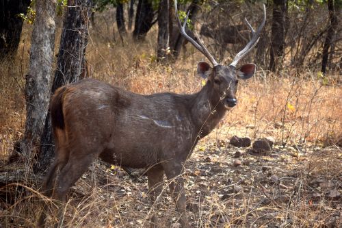 Antelope Posing