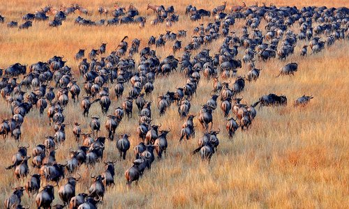 antelopes  safari  africa
