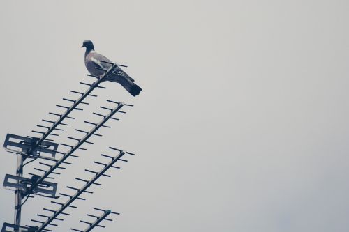 antena signal steel