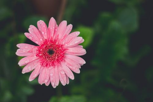 anthemideae chrysanthemum flowers