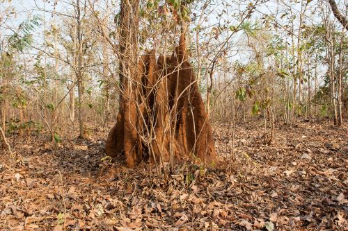 anthill india jungle