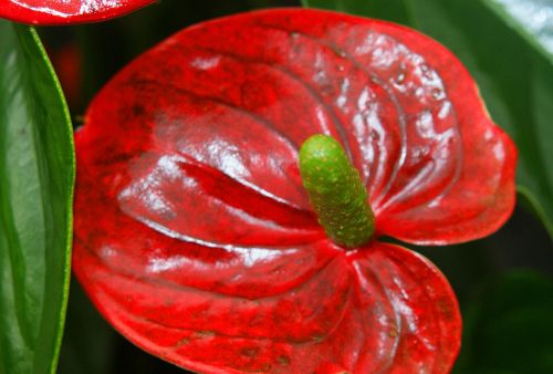 anthurium red flower flask