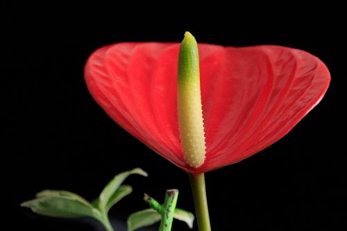 anthurium blossom bloom