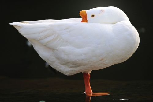 anthurium single top goose