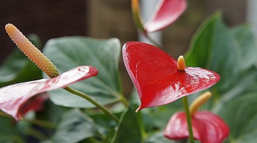 anthurium red flower red leaf