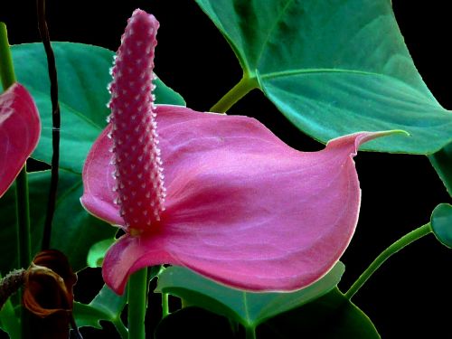 anthurium flower red