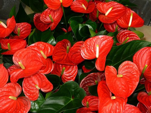 anthurium leaf flamingo flower