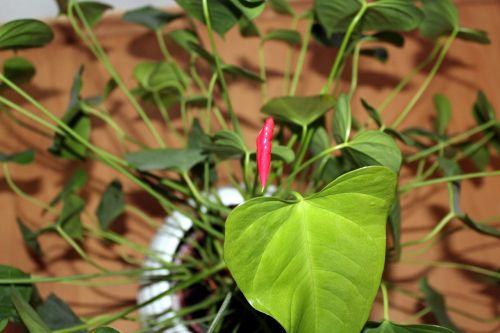 anthurium potted flower nature