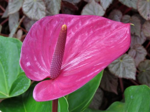 anthurium tropical flower red flower