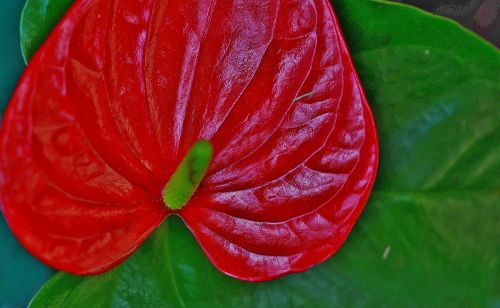 anthurium flower red