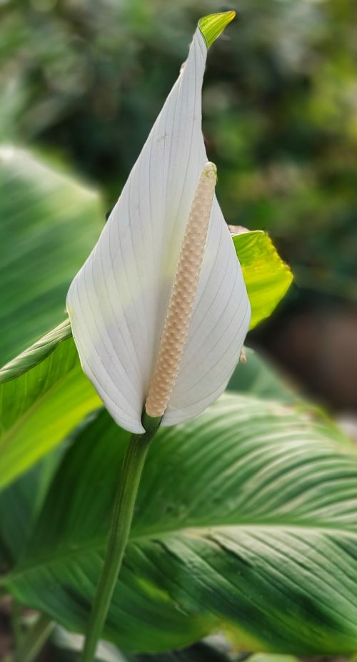 anthurium white danger to cats