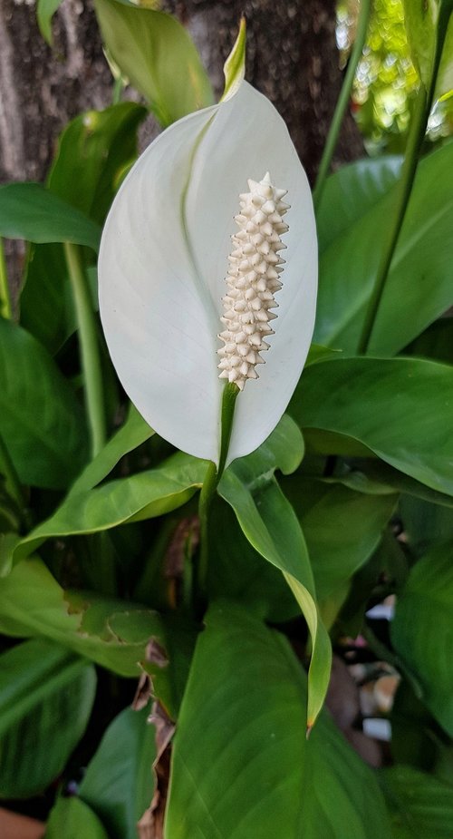 anthurium  white  flower
