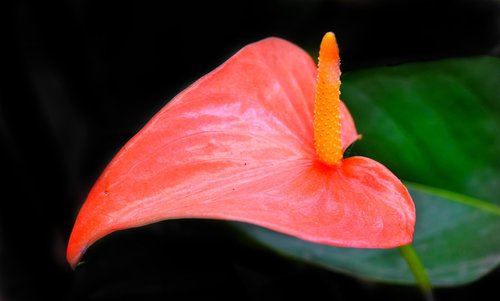 anthurium  pink  flower