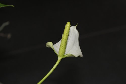 anthurium  flower  arum