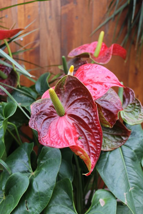 anthurium  houseplant  red
