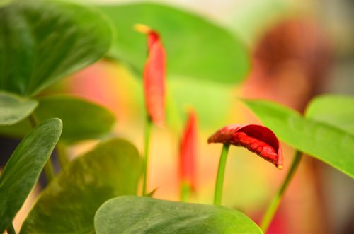 anthurium  flower  red