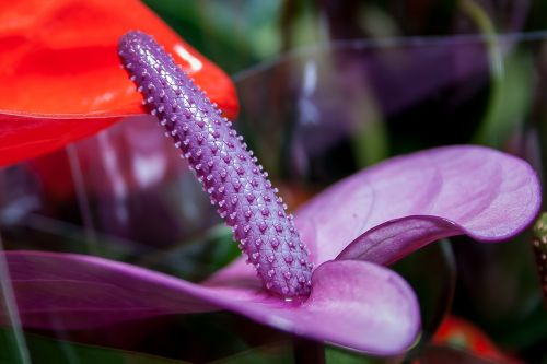 anthurium purple flamingo flower