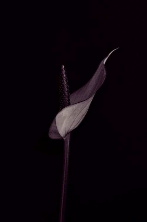 anthurium flower blossom