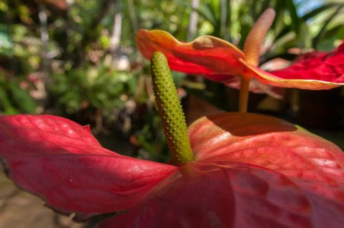 anthurium crassinervium tropical plant