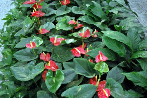 Anthurium Plant